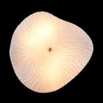 Настенные светильники Crystal Lux CONTESSA AP2.2 contessa