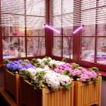 Светильник для растений на прищепке 16 Вт FT-005 чёрный